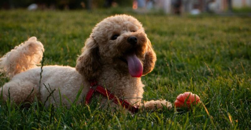 Tired of fur everywhere These 10 low shedding breeds are winning owners over fast