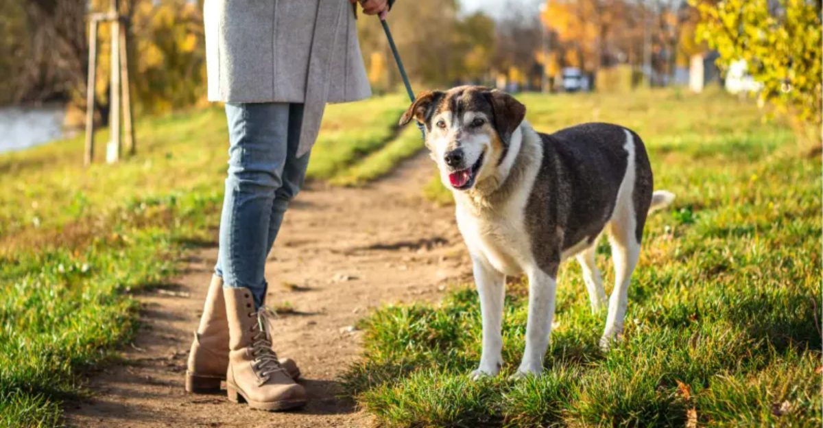 You may be making these 10 dog-walking mistakes without realizing it
