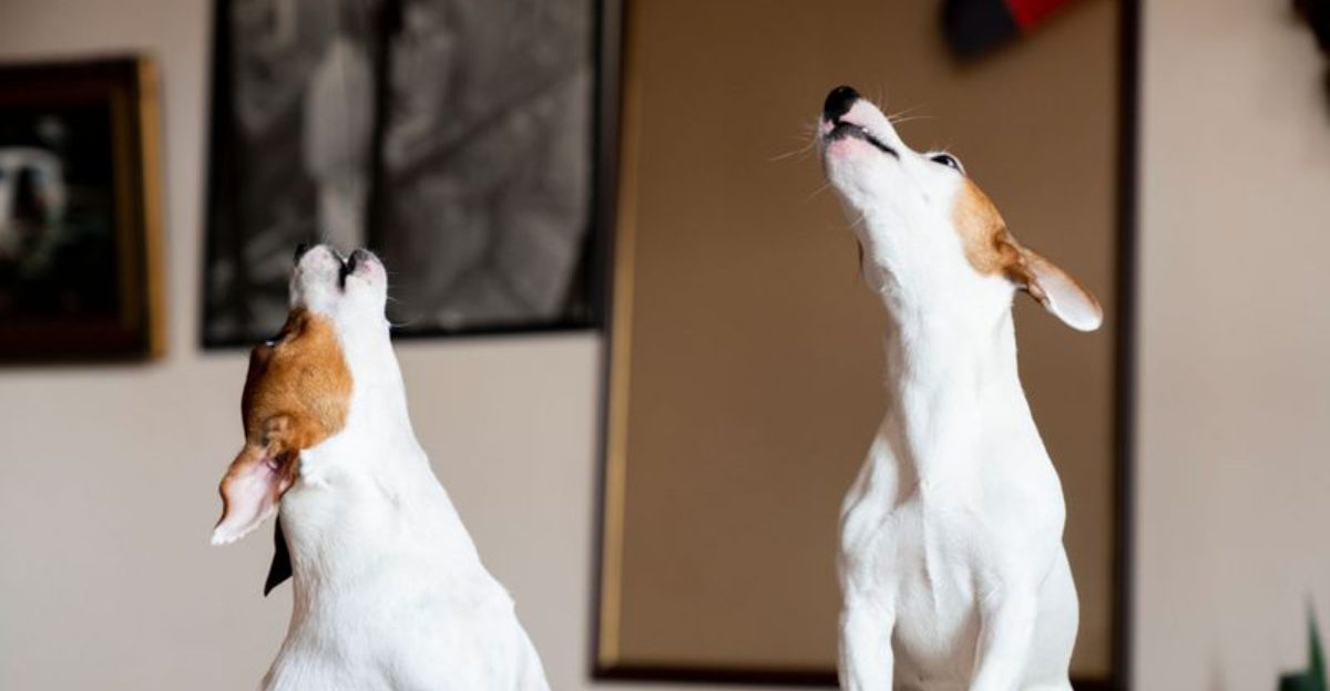 Your dog may be angry with you these 10 signs expose it
