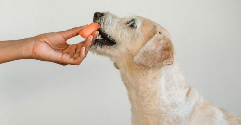 Your kitchen may already contain these 11 surprisingly healthy foods for dogs dog news