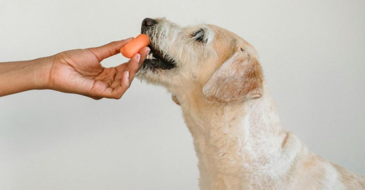 Your kitchen may already contain these 11 surprisingly healthy foods for dogs