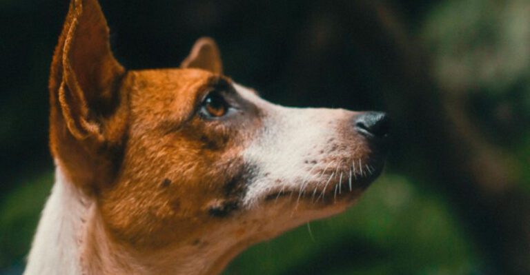 10 clues that your dog has learned how to bend the rules in its favor dog news