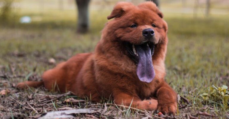 10 dog breeds owners often misjudge because stress looks a lot like stubbornness dog news
