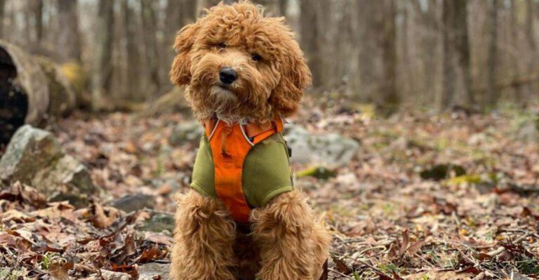 10 dogs that are better choices for people sensitive to dog smell dog news