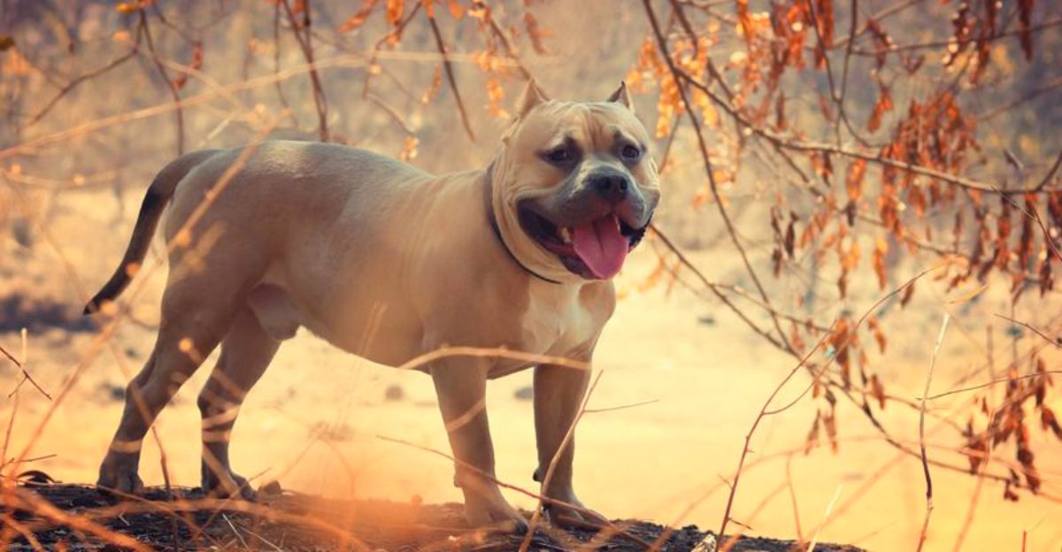 10 dogs that change peoples minds the moment they get to know them