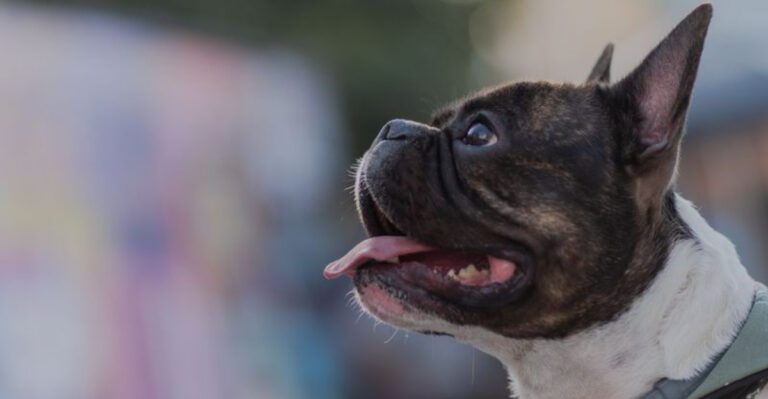 10 dogs whose looks and expressions make them social media favorites dog news