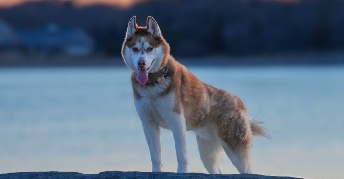 10 dogs with outstanding memory skills plus 3 that require extra consistency