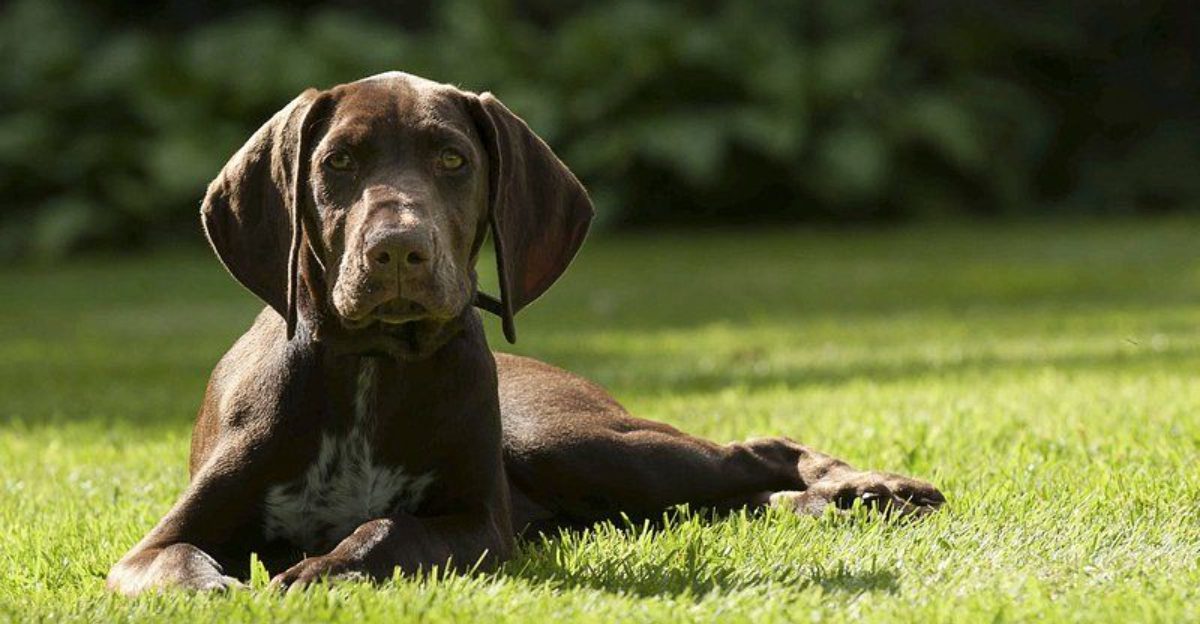 10 gorgeous brown coated dogs that continue to impress experts and owners alike