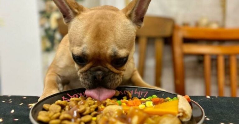 10 must pack dog travel essentials that make every trip smoother dog news
