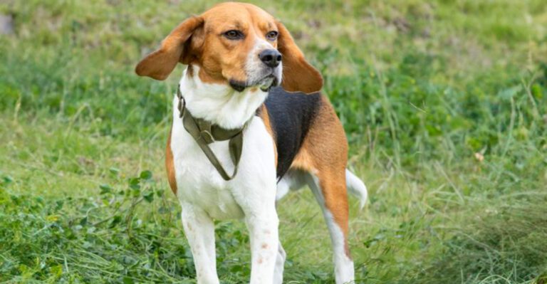10 retirement friendly dogs plus 3 energetic breeds that help owners stay moving dog news