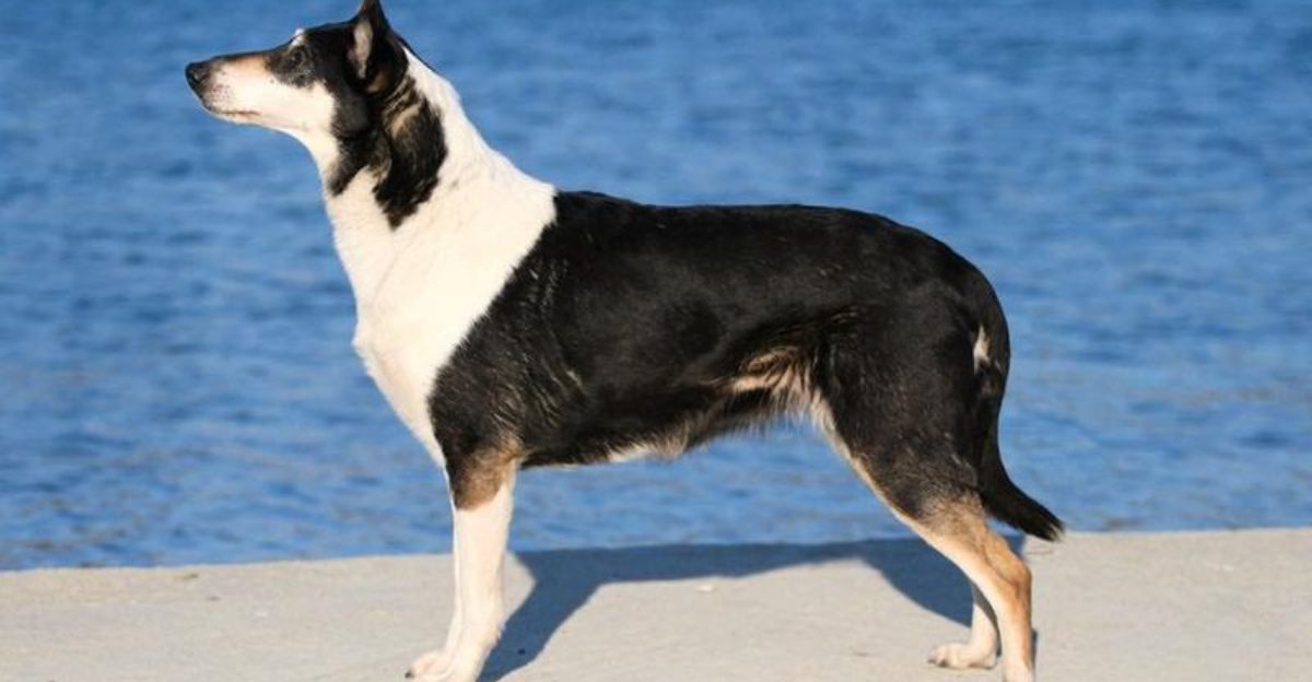 10 uncommon dog breeds known for loyalty plus 4 famous breeds that follow owners nonstop