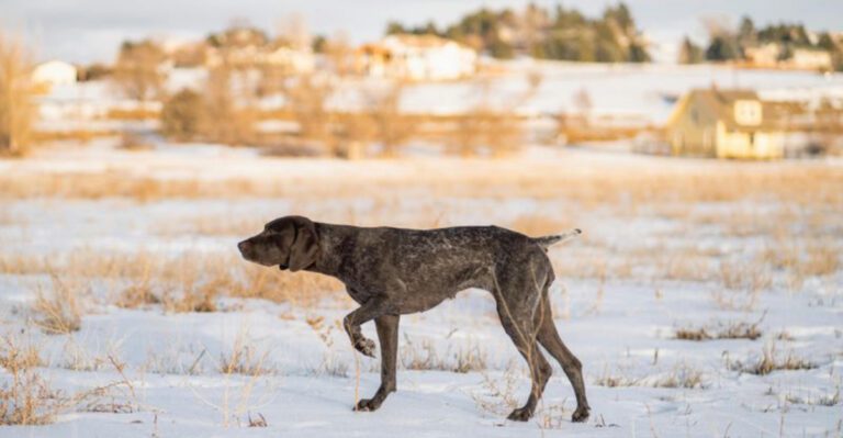 11 beautiful breeds that love fresh mornings long walks and routine dog news