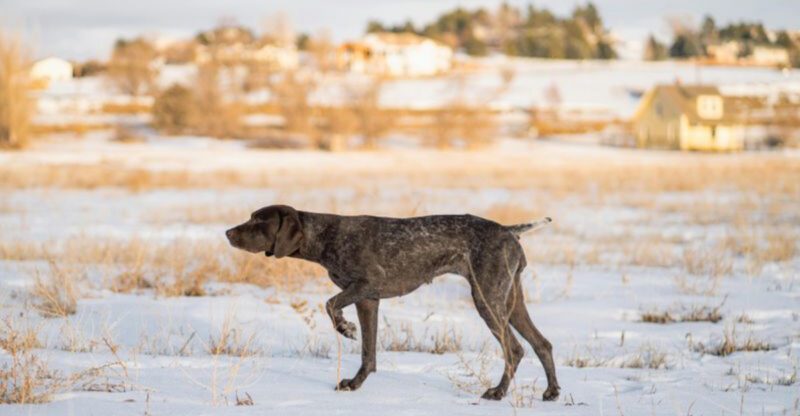 11 beautiful breeds that love fresh mornings long walks and routine