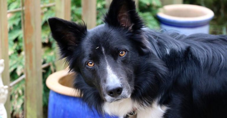 11 breeds where one simple rule can prevent bigger problems later dog news