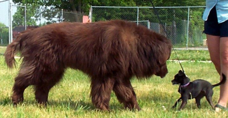11 calm guardian breeds that dont need aggression to command respect dog news