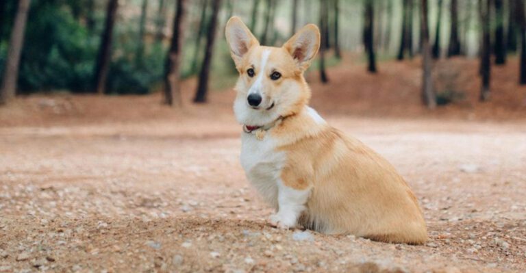 11 cute dog breeds with tough working roots hiding behind their looks dog news