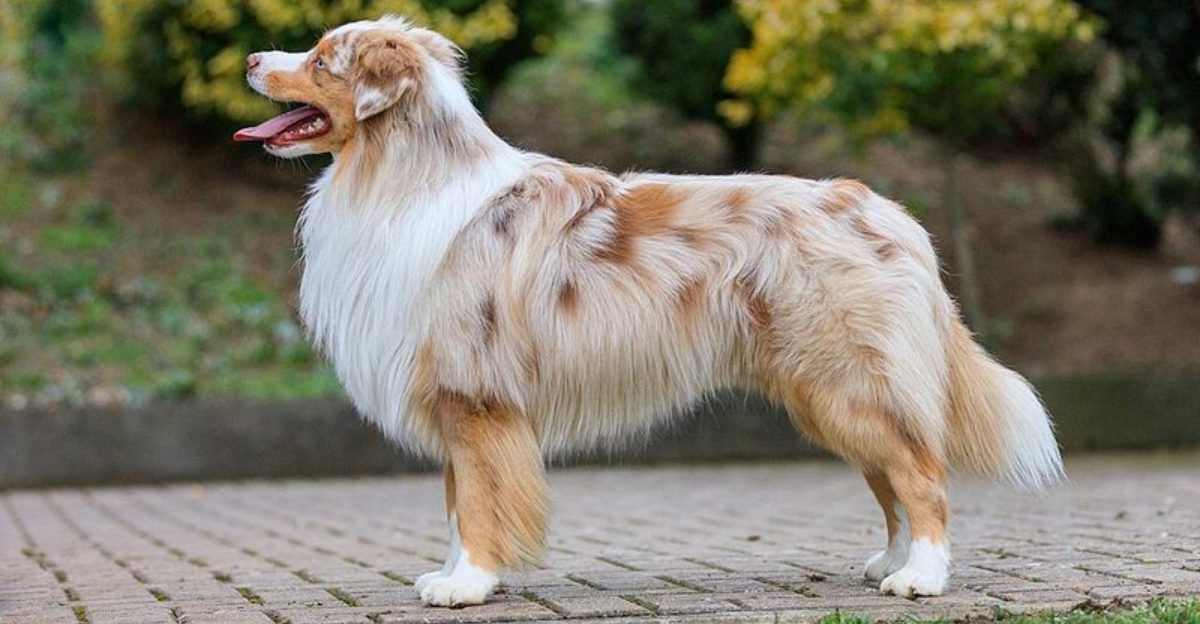 11 dog breeds owners should watch closely for anxiety related changes after neutering