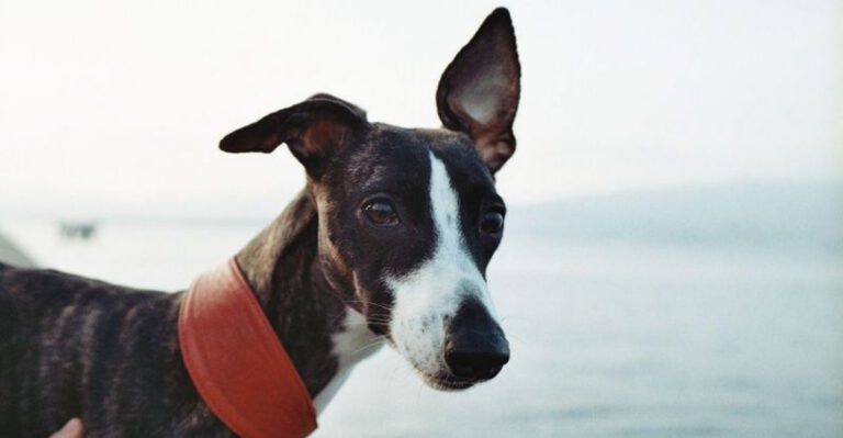 11 dog breeds that slowly steal your heart after adoption plus 4 that claim it on day one dog news