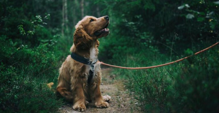 11 dog breeds whose personalities can feel uncannily human at times dog news