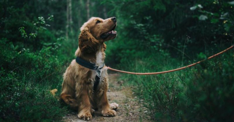 11 dog breeds whose personalities can feel uncannily human at times