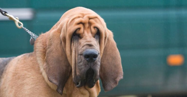 11 dogs people claim are outdated for todays lifestyles but owners disagree dog news