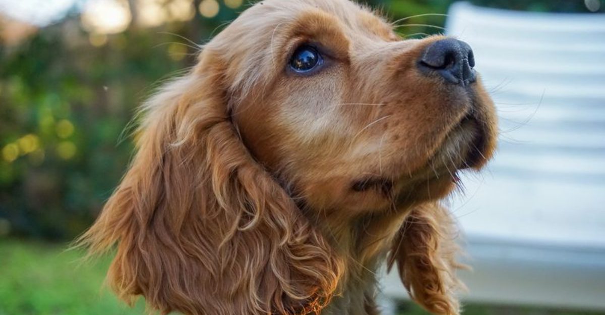 11 dogs that act like youre their whole world until they smell something edible