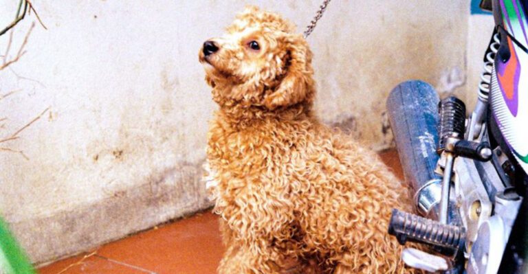 11 dogs that allergy conscious owners frequently put at the top of their lists dog news