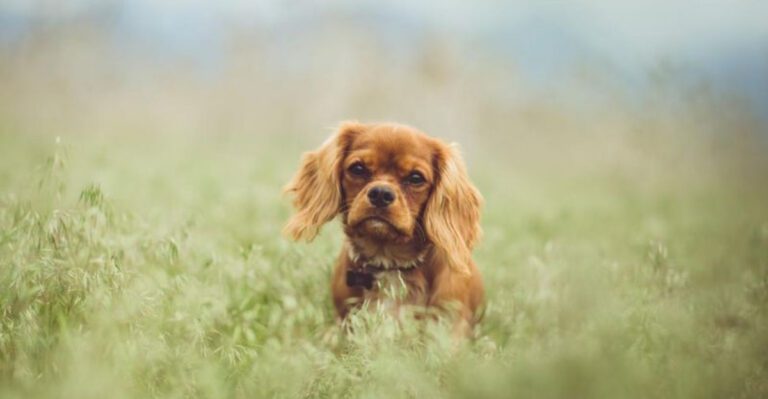 11 dogs that arent known for showing much affection plus 3 that love their owners with their whole heart dog news