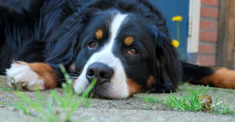 11 dogs that become more loving with every passing year plus 3 emotionally rich companions dog news