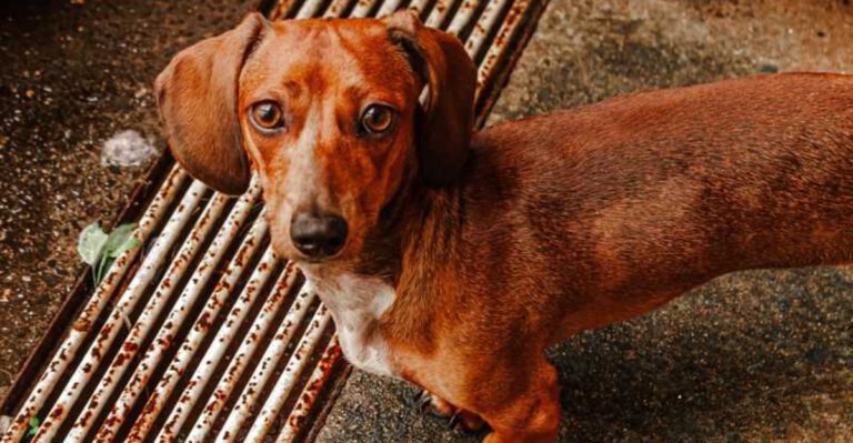 11 dogs that behave differently on leash than off it and why it matters dog news