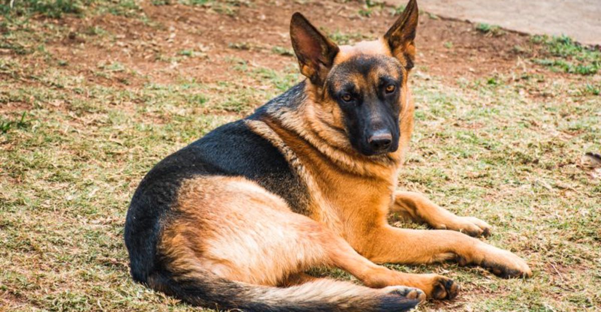 11 dogs that flourish under calm leadership plus 3 naturally cooperative breeds