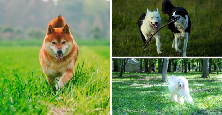11 dogs that flourish with consistency plus 3 that find change especially difficult dog news