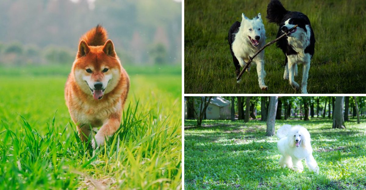 11 dogs that flourish with consistency plus 3 that find change especially difficult