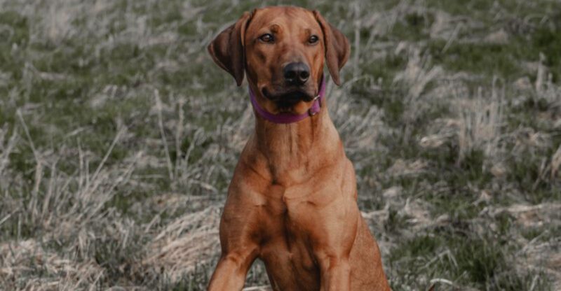 11 dogs with instincts so sharp they often spot trouble first