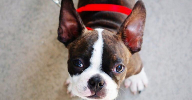 11 easygoing dog breeds seniors love plus 3 that demand much more energy dog news