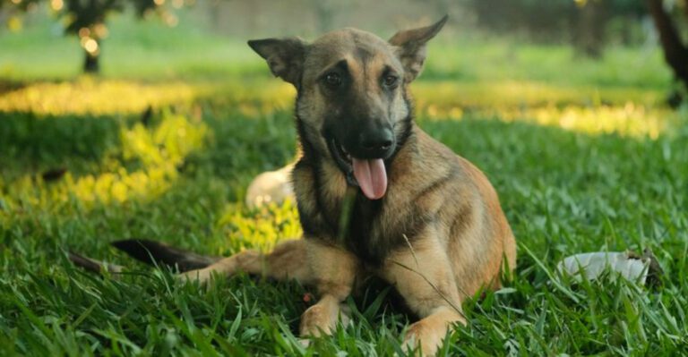 11 emotionally aware dogs plus 3 that often react before you say a word dog news