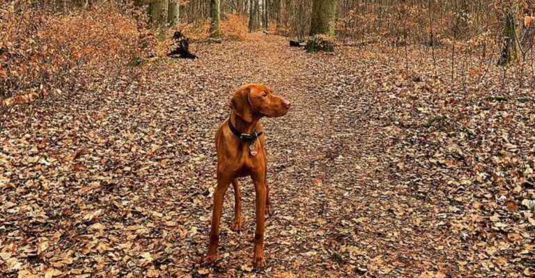 11 highly emotional dogs plus 4 that are almost impossible to read dog news