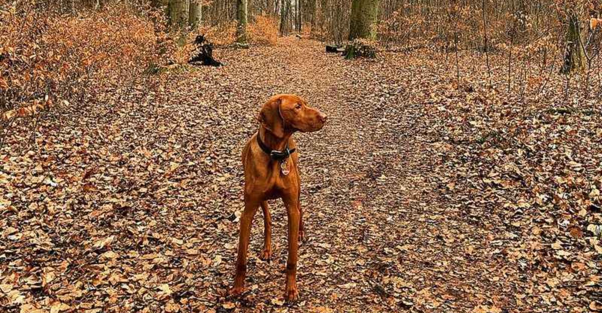11 highly emotional dogs plus 4 that are almost impossible to read