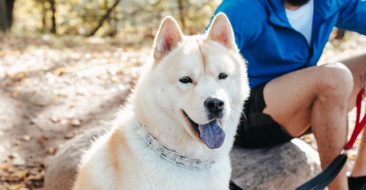 11 incredibly loyal dogs that would choose your company over anything else