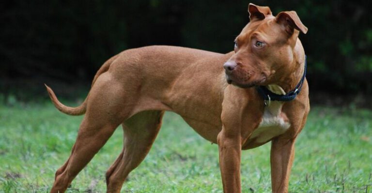 11 muscular dog breeds that look like athletes and 3 that hide their strength better dog news