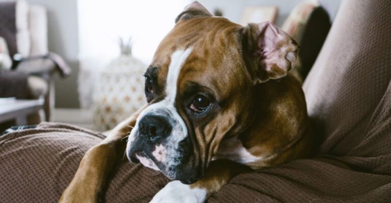 12 affectionate breeds that dont always get enough credit for their softer side dog news