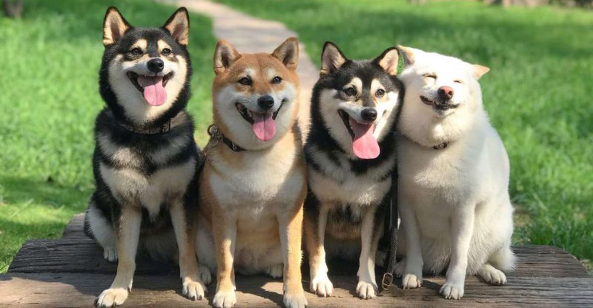 12 cheerful dog breeds that spread happiness plus 3 that prefer a poker face