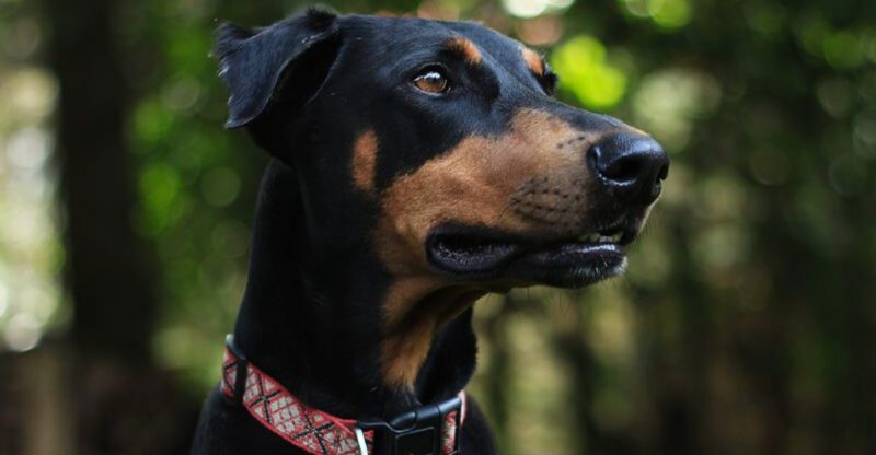12 dog breeds that become sweeter every year plus 3 that form extraordinary bonds