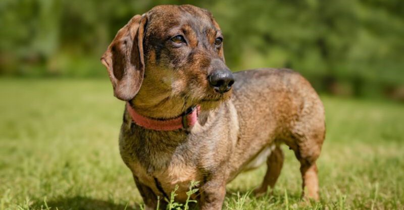 12 dog breeds that form exclusive bonds and sometimes cause household jealousy