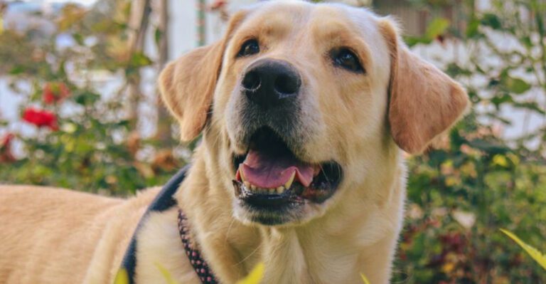 12 dog breeds that look easy to raise but often become a full time challenge plus 6 more that test even experienced owners dog news