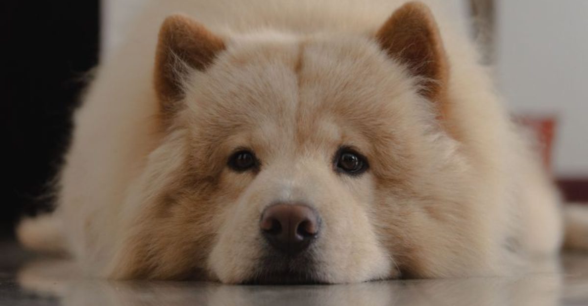 12 dog breeds that require extra caution around pools lakes and beaches
