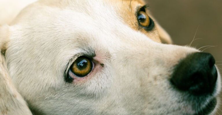 12 dog breeds whose loyalty becomes one of the most rewarding parts of ownership dog news