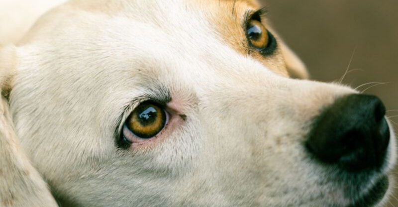 12 dog breeds whose loyalty becomes one of the most rewarding parts of ownership