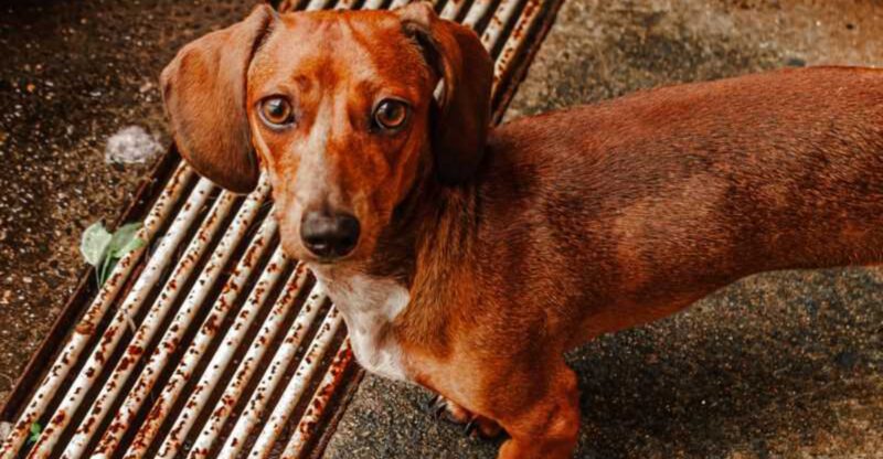 12 dogs that become far easier to live with once routines are respected and maintained