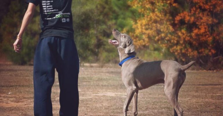 12 dogs that become their best selves when they trust the person leading them dog news